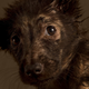 Illustration for article titled Portraits of abandoned dogs before being put down at a shelter